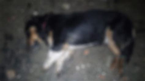 Sokak köpeği ağzı ve ayakları plastik kelepçeyle bağlı olarak ölü bulundu